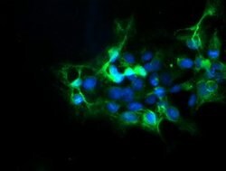 DPH2 Mouse anti-Human, Clone: OTI3A12, lyophilized, TrueMAB 100 &mu;g;