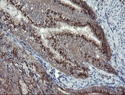 DPH2 Monoclonal Antibody (OTI4E7), TrueMAB , OriGene 30 &mu;L; Unconjugated:Antibodies,
