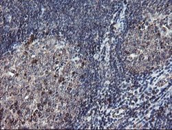 DPH2 Monoclonal Antibody (OTI4E7), TrueMAB , OriGene:Antibodies:Primary