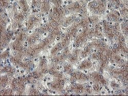 DPH2 Monoclonal Antibody (OTI4E7), TrueMAB , OriGene 30 &mu;L; Unconjugated:Antibodies,