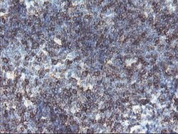 DPH2 Monoclonal Antibody (OTI4D9), TrueMAB , OriGene 100 &mu;L; Unconjugated:Antibodies,