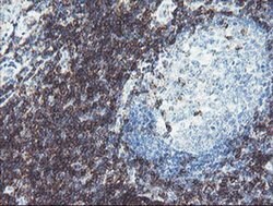 DPH2 Monoclonal Antibody (OTI4D9), TrueMAB , OriGene 100 &mu;L; Unconjugated:Antibodies,