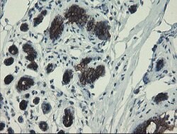 DPH2 Mouse anti-Human, Clone: OTI3A12, lyophilized, TrueMAB 100 &mu;g;