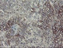 DPH2 Mouse anti-Human, Clone: OTI3A12, lyophilized, TrueMAB 100 &mu;g;