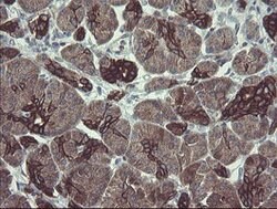DPH2 Mouse anti-Human, Clone: OTI3A12, lyophilized, TrueMAB 100 &mu;g;