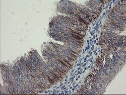 DPH2 Mouse anti-Human, Clone: OTI3A12, lyophilized, TrueMAB 100 &mu;g;