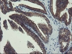 DPH2 Mouse anti-Human, Clone: OTI3A12, lyophilized, TrueMAB 100 &mu;g;