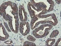 DPH2 Mouse anti-Human, Clone: OTI3A12, lyophilized, TrueMAB 100 &mu;g;