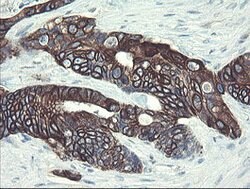 DPH2 Mouse anti-Human, Clone: OTI3A12, lyophilized, TrueMAB 100 &mu;g;