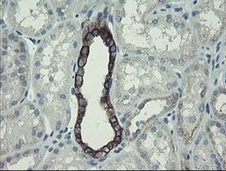 DPH2 Mouse anti-Human, Clone: OTI3A12, lyophilized, TrueMAB 100 &mu;g;