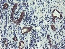 DPH2 Mouse anti-Human, Clone: OTI3A12, lyophilized, TrueMAB 100 &mu;g;