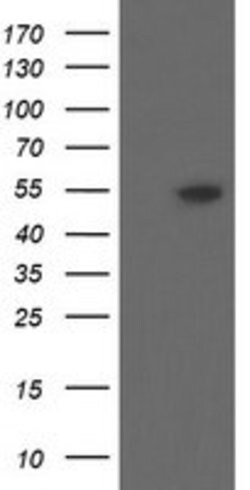 DPH2 Mouse anti-Human, Clone: OTI3A12, lyophilized, TrueMAB 100 &mu;g;