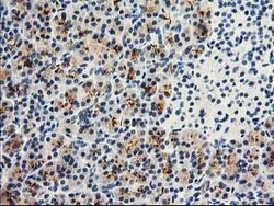 DPP10 Mouse anti-Human, Clone: OTI1A5, lyophilized, TrueMAB 100 &mu;g;