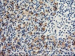 DPP10 Monoclonal Antibody (OTI1A5), TrueMAB , OriGene 100 &mu;L; Unconjugated:Antibodies,