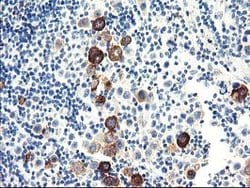 DPP10 Mouse anti-Human, Clone: OTI2A5, lyophilized, TrueMAB 100 &mu;g;