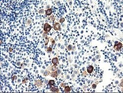 DPP10 Monoclonal Antibody (OTI2A5), TrueMAB , OriGene 30 &mu;L; Unconjugated:Antibodies,