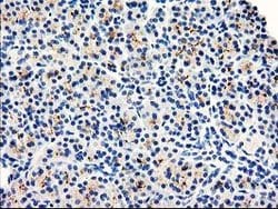DPP10 Mouse anti-Human, Clone: OTI2A5, lyophilized, TrueMAB 100 &mu;g;