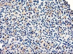DPP10 Monoclonal Antibody (OTI2A5), TrueMAB , OriGene 30 &mu;L; Unconjugated:Antibodies,