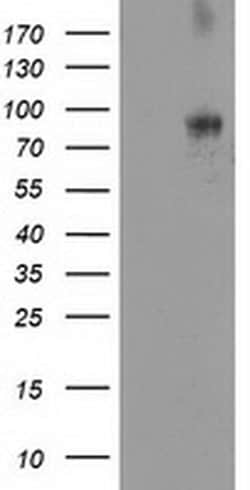 DPP10 Monoclonal Antibody (OTI1A5), TrueMAB , OriGene 100 &mu;L; Unconjugated:Antibodies,