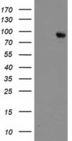 DPP10 Mouse anti-Human, Clone: OTI2A5, lyophilized, TrueMAB 100 &mu;g;