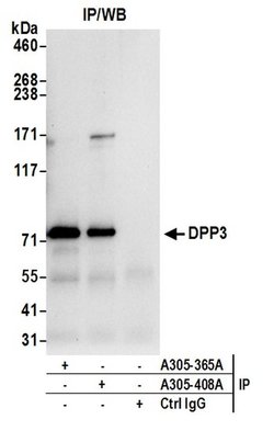 DPP3 Rabbit anti-Human, Mouse, Polyclonal, Bethyl Laboratories 100 &mu;L;