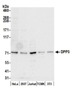 DPP3 Polyclonal Antibody, Bethyl Laboratories:Antibodies:Primary Antibodies
