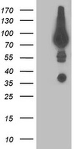 DPP3 Monoclonal Antibody (OTI2A12), TrueMAB , OriGene:Antibodies:Primary
