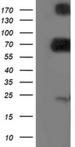 DPP3 Monoclonal Antibody (OTI1E7), TrueMAB , OriGene 100 &mu;L; Unconjugated:Antibodies,
