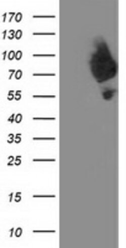 DPP3 Mouse anti-Human, Clone: OTI 2B12, lyophilized, TrueMAB 100 &mu;g;