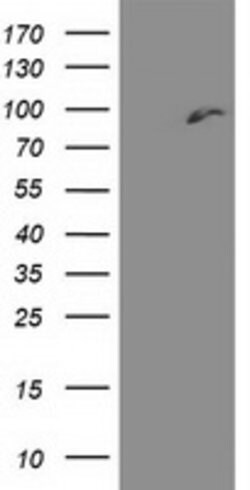 DPP3 Mouse anti-Human, Clone: OTI 2A8, lyophilized, TrueMAB 100 &mu;g;