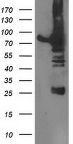 DPP3 Monoclonal Antibody (OTI 3B5), TrueMAB , OriGene:Antibodies:Primary