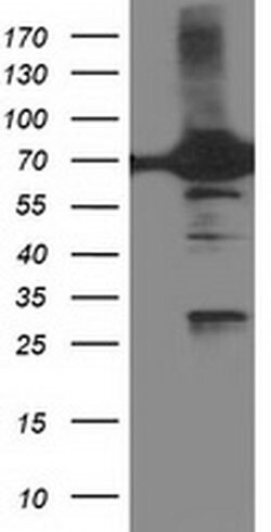 DPP3 Monoclonal Antibody (OTI4B6), TrueMAB , OriGene 100 &mu;L; Unconjugated:Antibodies,
