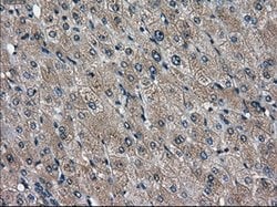 DPP4 Mouse anti-Human, Clone: OTI11D7, lyophilized, TrueMAB 100 &mu;g;
