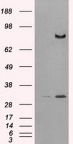 DPP4 Mouse anti-Human, Clone: OTI11D7, lyophilized, TrueMAB 100 &mu;g;