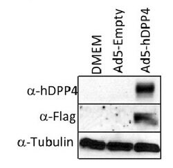 DPP4 Mouse anti-Human, Clone: OTI11D7, lyophilized, TrueMAB 100 &mu;g;