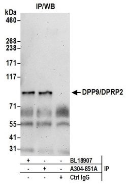 DPP9/DPRP2 Rabbit anti-Human, Polyclonal, Bethyl Laboratories 10 &mu;L;