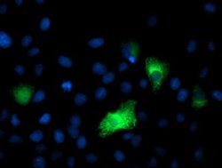 DPP9 Monoclonal Antibody (OTI5E9), TrueMAB , OriGene 100 &mu;L; Unconjugated:Antibodies,