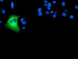 DPP9 Mouse anti-Human, Clone: OTI2D4, lyophilized, TrueMAB 100 &mu;g; Unconjugated:Antibodies,