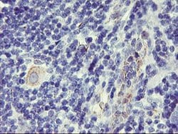 DPP9 Mouse anti-Canine, Human, Clone: OTI4F1, lyophilized, TrueMAB 100