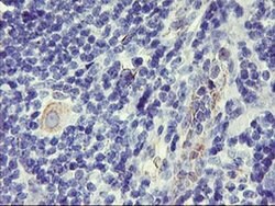 DPP9 Monoclonal Antibody (OTI4F1), TrueMAB , OriGene 30 &mu;L; Unconjugated:Antibodies,
