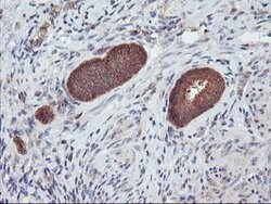 DPP9 Mouse anti-Canine, Human, Clone: OTI6A12, lyophilized, TrueMAB 100