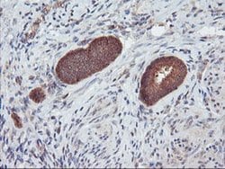 DPP9 Monoclonal Antibody (OTI6A12), TrueMAB , OriGene 100 &mu;L; Unconjugated:Antibodies,