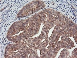 DPP9 Mouse anti-Canine, Human, Clone: OTI6A12, lyophilized, TrueMAB 100