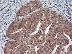 DPP9 Monoclonal Antibody (OTI6A12), TrueMAB , OriGene 100 &mu;L; Unconjugated:Antibodies,