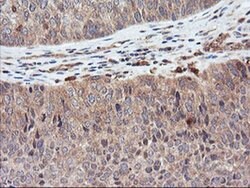 DPP9 Monoclonal Antibody (OTI6A12), TrueMAB , OriGene 100 &mu;L; Unconjugated:Antibodies,