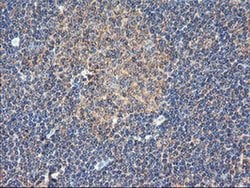 DPP9 Monoclonal Antibody (OTI6A12), TrueMAB , OriGene 100 &mu;L; Unconjugated:Antibodies,