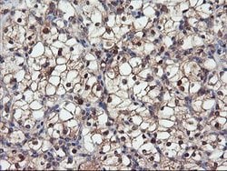 DPP9 Mouse anti-Canine, Human, Clone: OTI6A12, lyophilized, TrueMAB 100