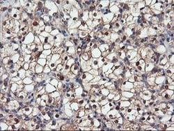 DPP9 Monoclonal Antibody (OTI6A12), TrueMAB , OriGene 100 &mu;L; Unconjugated:Antibodies,