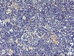 DPP9 Mouse anti-Canine, Human, Rat, Clone: OTI1G9, lyophilized, TrueMAB