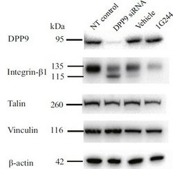 DPP9 Mouse anti-Human, Clone: OTI2F10, lyophilized, TrueMAB 100 &mu;g;